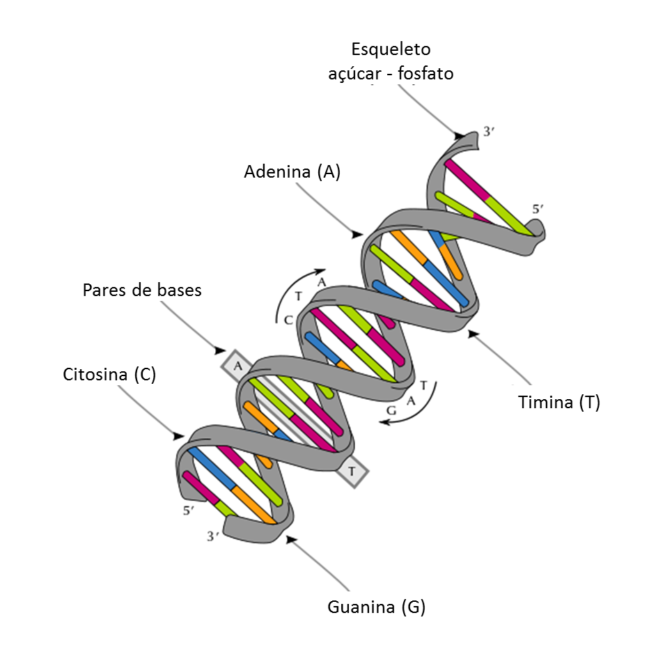 Ácidos Nucleicos: DNA | Resumov