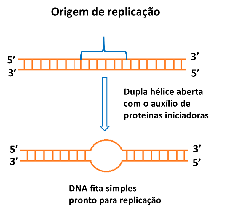 Replicação do DNA resumov