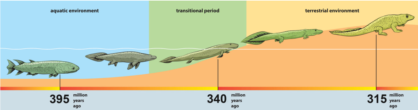Os Anfíbios Representam O Primeiro Grupo De Vertebrados