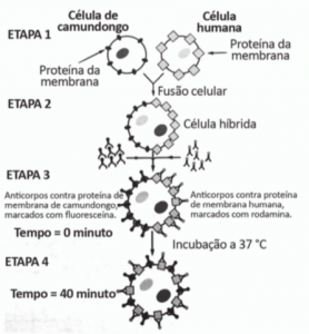 ENEM 2017 Q131 Visando explicar uma das propriedades da membrana ...