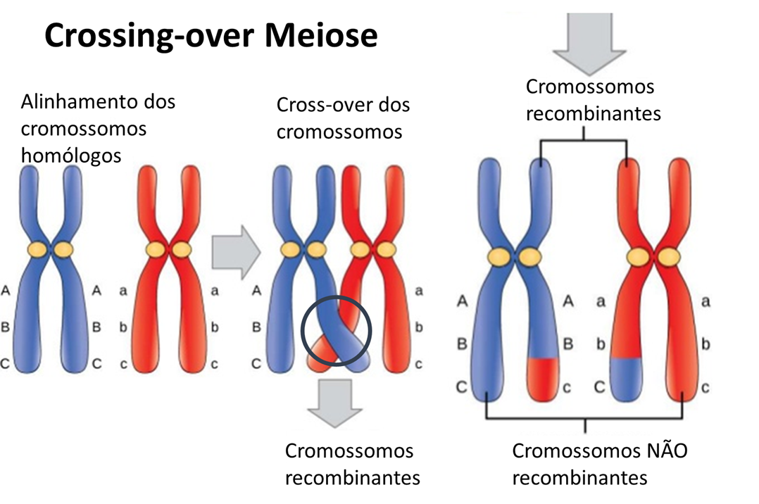 crossover meiose